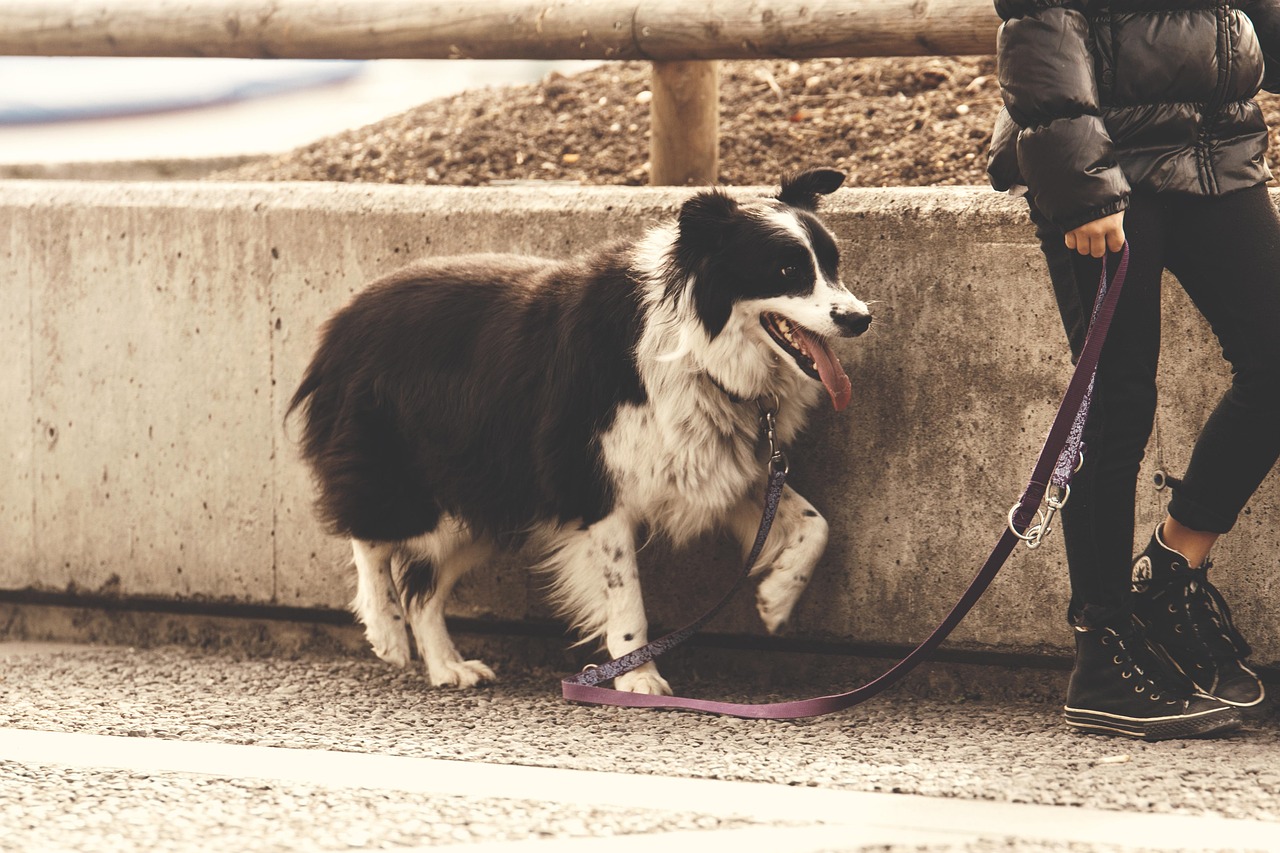 dog-1858618_1280